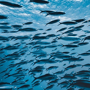 Find Out How MSC Certified Fisheries Keep Improving