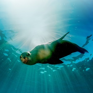 Protecting Endangered, Threatened, and Protected Species