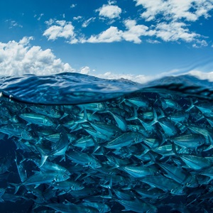 Join Our Sustainable Seafood Community
