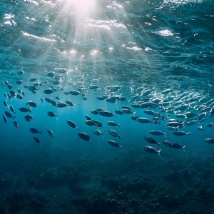 Learn more about the MSC